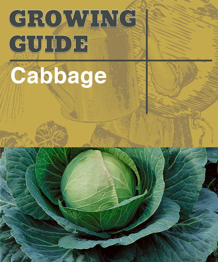 how to grow cabbage