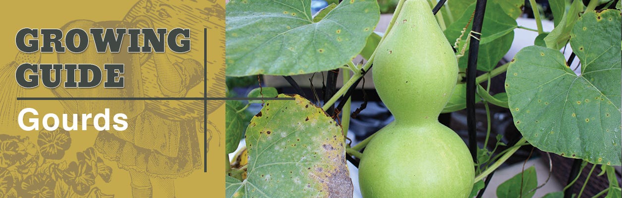 how to grow gourds
