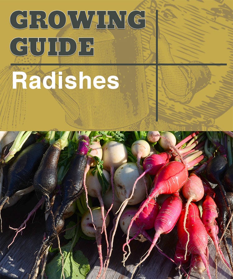 how to grow radishes