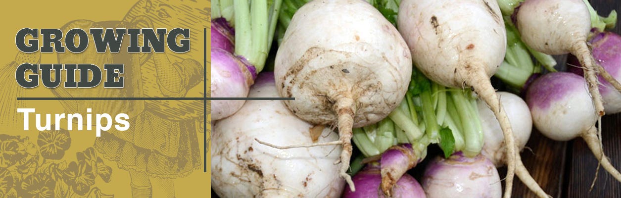 how to grow turnips